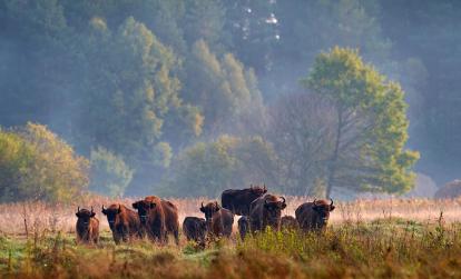 Trek dans les Tatras. A la rencontre des derniers bisons sauvages d'Europe